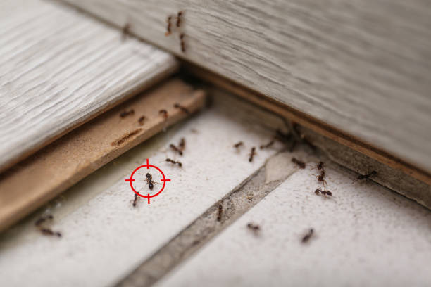 Best Pest Control for Homes  in Fairmont City, IL