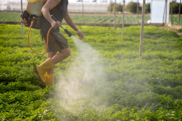Best Ant Control Services  in Fairmont City, IL