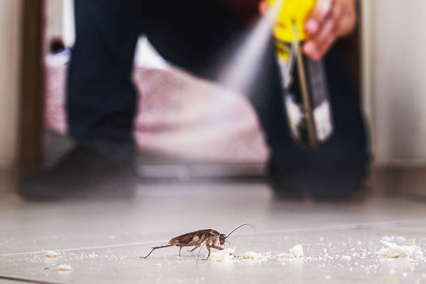 Best Rat Extermination Near Me  in Fairmont City, IL